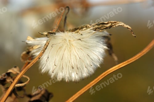 Preview: Tussilago Farfara Seeds Flower Head Dendelion in Sun Light