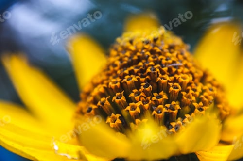 Preview: Yellow Sunflower Flower Petals Close-up