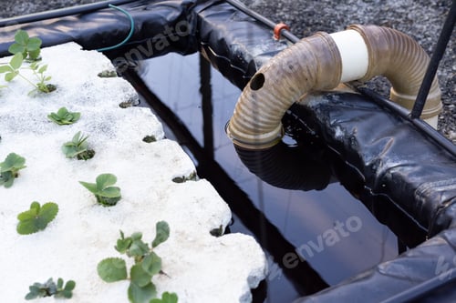 Preview: White planting raft holding green seedlings sitting on gravel by lined tank, hose entering