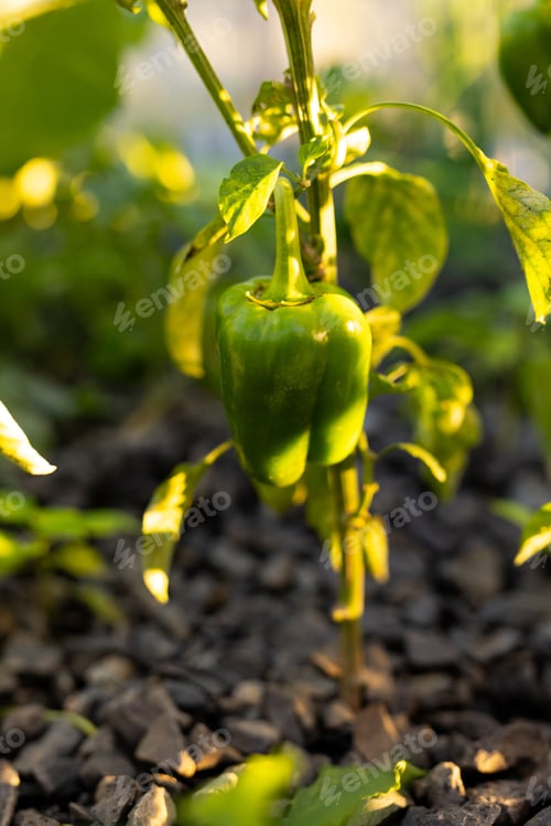 Preview: Green bell pepper is hanging from plant stem with leaves above dark gravel, glowing warmly