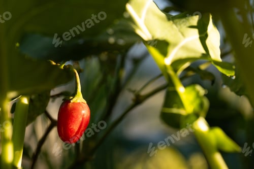 Preview: Single ripe red pepper hanging from curved green stem in garden, showing sunlit bokeh