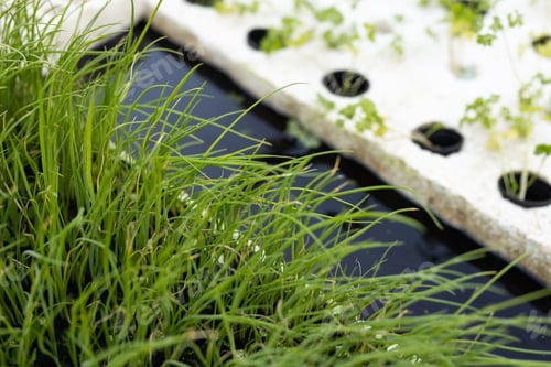 Preview: Dense green seedlings are growing on black tray, white foam board holding tiny shoots with droplets