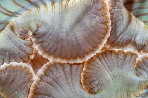 Preview: Close up on sea anemone mouth