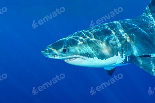 Preview: Great white shark swimming in ocean
