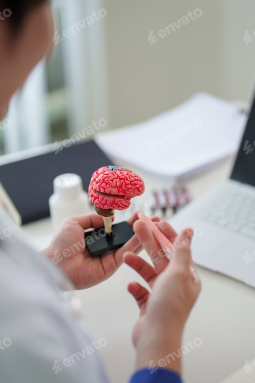 Preview: Medical professional examining anatomical brain model on desk in modern clinical office workspace