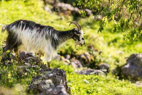 Preview: Brown free ranging goat from spilari village browsing on rocky mountain slope above kotor montenegro