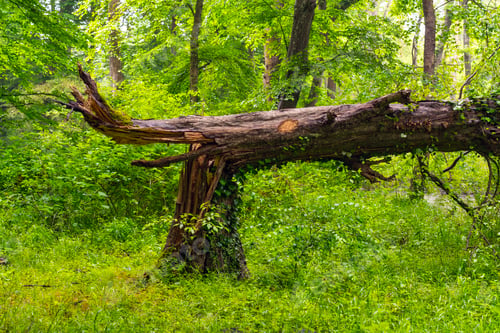 Preview: Broken tree in a beautiful green forest