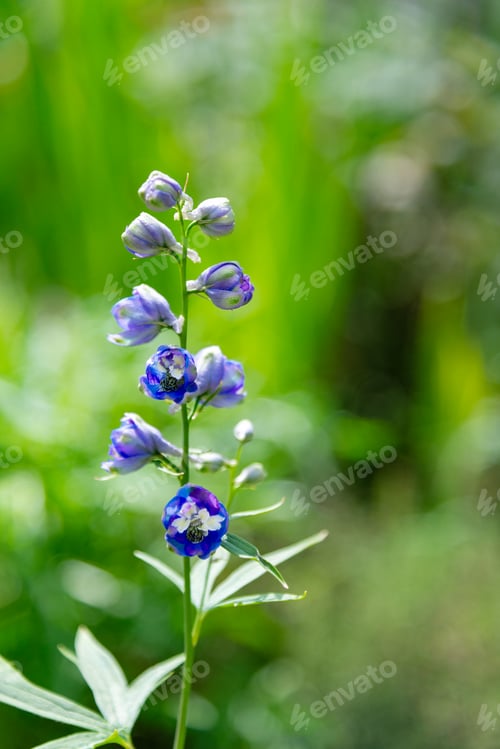 Preview: Flowers Blue Delphinium in the Garden
