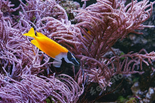 Preview: Foxface Rabbitfish Siganus Vulpinus Feeding On Coral Reef Aquarium Background