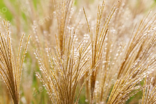Preview: Golden Ornamental Grass Seed Heads, Yellow Decorative Dried Grass Closeup Background