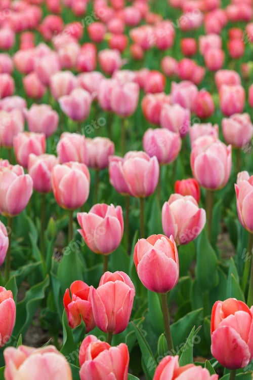 Preview: Pink Tulips Tulipa Gesneriana Closeup Blooming Flowers In Field Or Garden, Spring Tulip Plantation