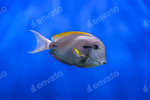Preview: Brown Surgeonfish, Acanthurus Nigrofuscus Nigrofuscus Swimming In Blue Aquarium Water Background