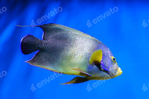 Preview: French Angelfish, Pomacanthus Paru Swimming In Blue Aquarium Water Background