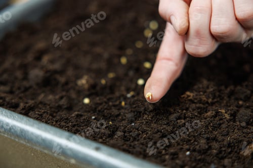 Preview: Close-up of hand planting seed in soil