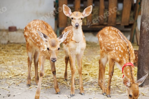 Preview: Three young spotted deer standing on straw-covered ground