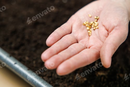 Preview: Hand Holding Seeds Over Soil for Planting