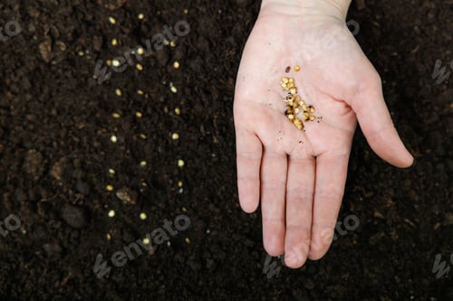 Preview: Hand Holding Seeds Above Soil for Planting