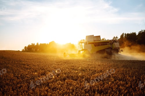 Preview: Industrial combine harvester machine reaping gather ripe wheat cereal field meadow on summer day.