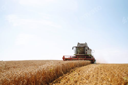 Preview: Industrial combine harvester machine reaping gather ripe wheat cereal field meadow on summer day.