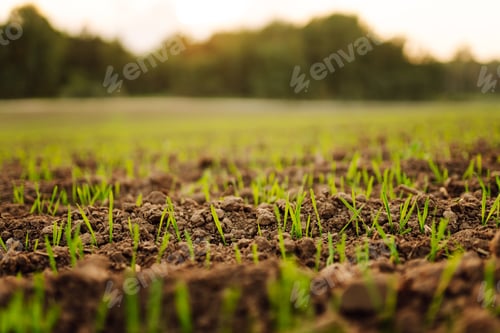Preview: A group of green sprouts growing from the soil. Young plants growing in a farmer's field.