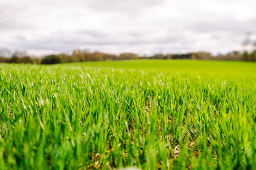 Preview: Field of green grass. Young plants growing in a farmer's field. Agriculture concept.