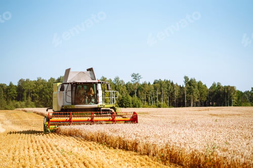 Preview: Industrial combine harvester machine reaping gather ripe wheat cereal field meadow on summer day.