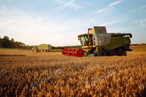 Preview: Industrial combine harvester machine reaping gather ripe wheat cereal field meadow on summer day.