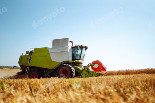 Preview: Industrial combine harvester machine reaping gather ripe wheat cereal field meadow on summer day.