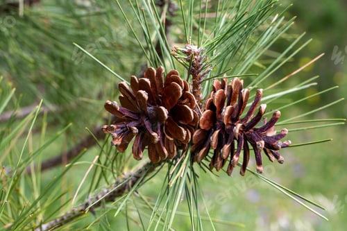 Preview: Macro of Two Mature Black Pine Conifer Cones on Pine Tree Branch