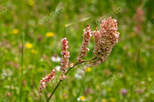 Preview: Beautiful pink and green wild sorrel flowers Rumex acetosa blooming in a meadow field