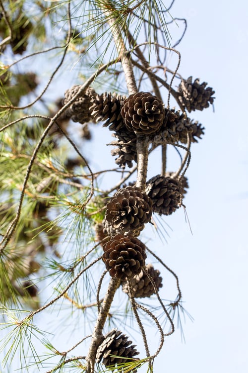 Preview: Vertical Cluster of Pine Cones on Tree Branches Against Clear Sky Background