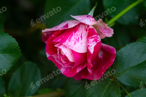 Preview: Beautiful Striped Pink and White Henri Matisse Rose Bud Blooming with Green Leaves