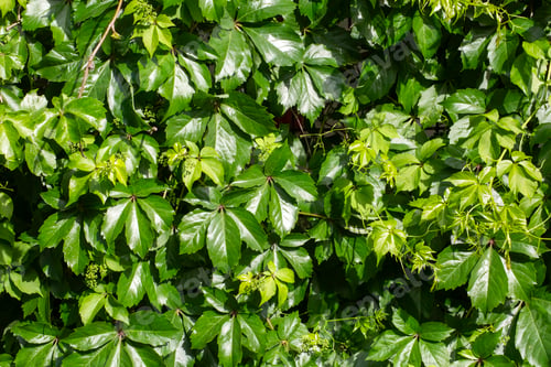 Preview: Full Frame Pattern of Vibrant Green Parthenocissus inserta Virginia Creeper Leaves