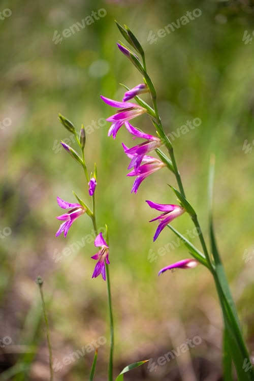 Preview: Macro of Wild Magenta Gladiolus Italicus Field Gladiolus Flowers at Spil Mountain