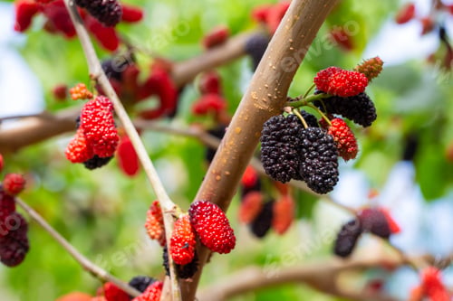 Preview: Fresh Ripe Mulberry Fruits (Morus nigra) Hanging on Tree Branch in Spring