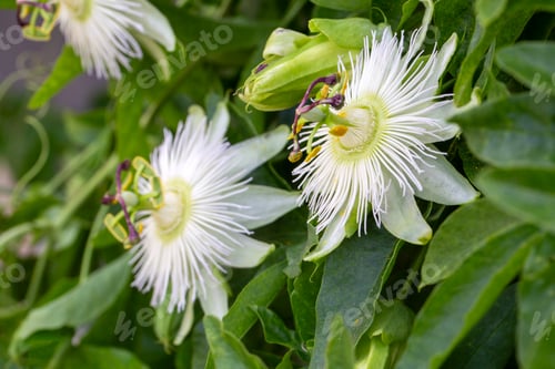 Preview: Two Exquisite White Passion Flowers (Passiflora caerulea Constance Elliott) Blooming on a Vine