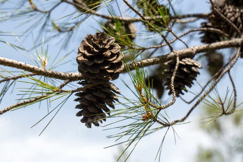 Preview: Brown Pine Cones Growing on a Conifer Tree Branch Under Bright Sunlight