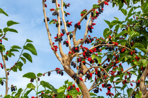 Preview: Fresh Ripe Mulberry Fruits (Morus nigra) Hanging on Tree Branch in Spring
