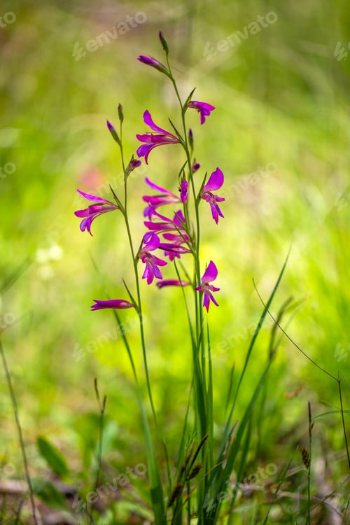 Preview: Beautiful pink field gladiolus flowers Gladiolus italicus blooming in a wild green meadow