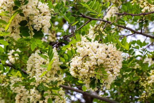 Preview: Macro of White Black Locust Robinia Pseudoacacia Flowers Blooming on Tree Branch