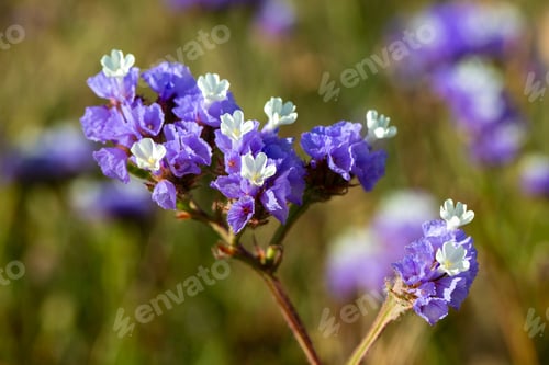 Preview: Macro of Bicolor Purple and White Sea Lavender Limonium sinuatum Flowers