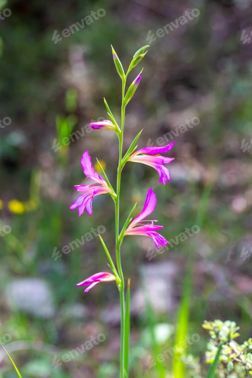 Preview: Macro of Wild Magenta Gladiolus Italicus Field Gladiolus Flowers at Spil Mountain