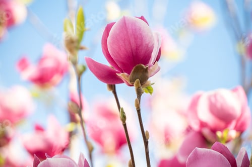 Preview: Fresh spring magnolia blossoms on elegant tree branches