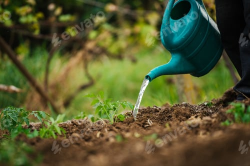 Preview: Watering tomato seedlings after planting