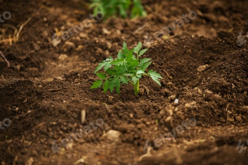 Preview: Young tomato plant growing in garden soil