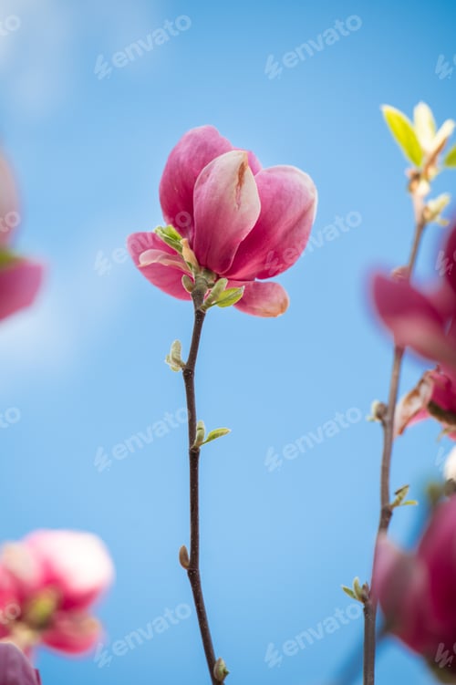 Preview: Pink magnolia flowers and buds on spring branches
