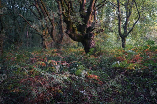 Preview: A blanket of ferns covers the ground of a native deciduous forest