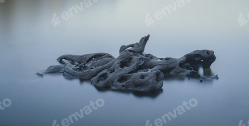 Preview: Background abstraction of a natural tree trunk half submerged