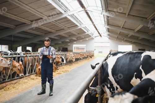 Preview: Farmer using digital tablet while monitoring cows in barn