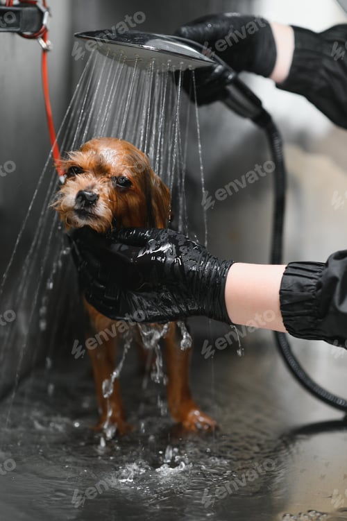 Preview: Groomer puts shampoo on fluffy wet fur of the funny dog. Dog taking a bubble bath in grooming salon